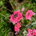 Verbena x 'Sissinghurst' (2)